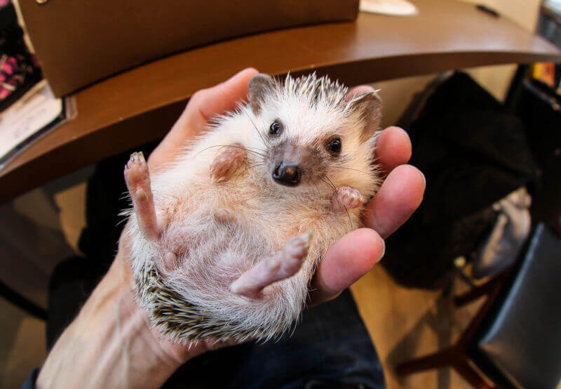 You can touch the hedgehogs