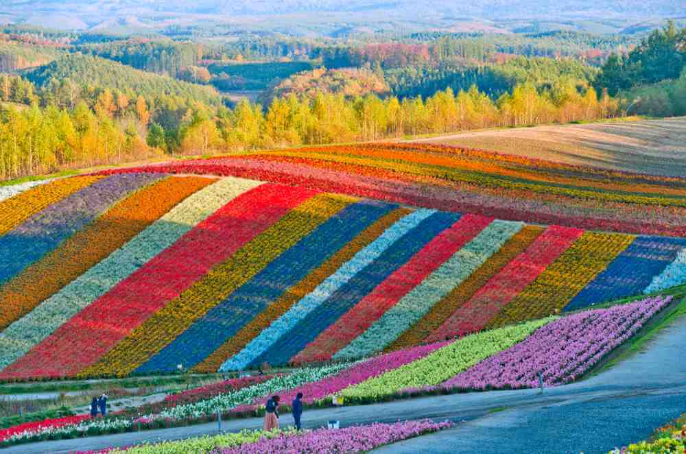 Beautiful flowers farm colorful hill at Biei, Hokkaido, japan = Shutterstock