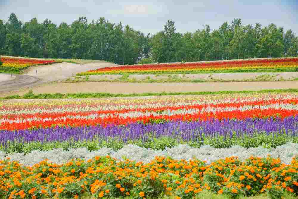African Marigold, Salvia splendens blossom in rainbow lines in the famous and beautiful Panoramic Flower Gardens Shikisai-no-oka at Hokkaido, Japan = Shutterstock