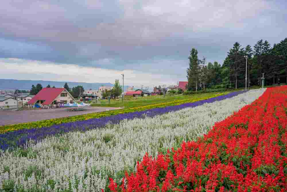 Lavendar, scarlet sage blossom of Sunrise Park, Furano, Hokkaido, Japan = Shutterstock