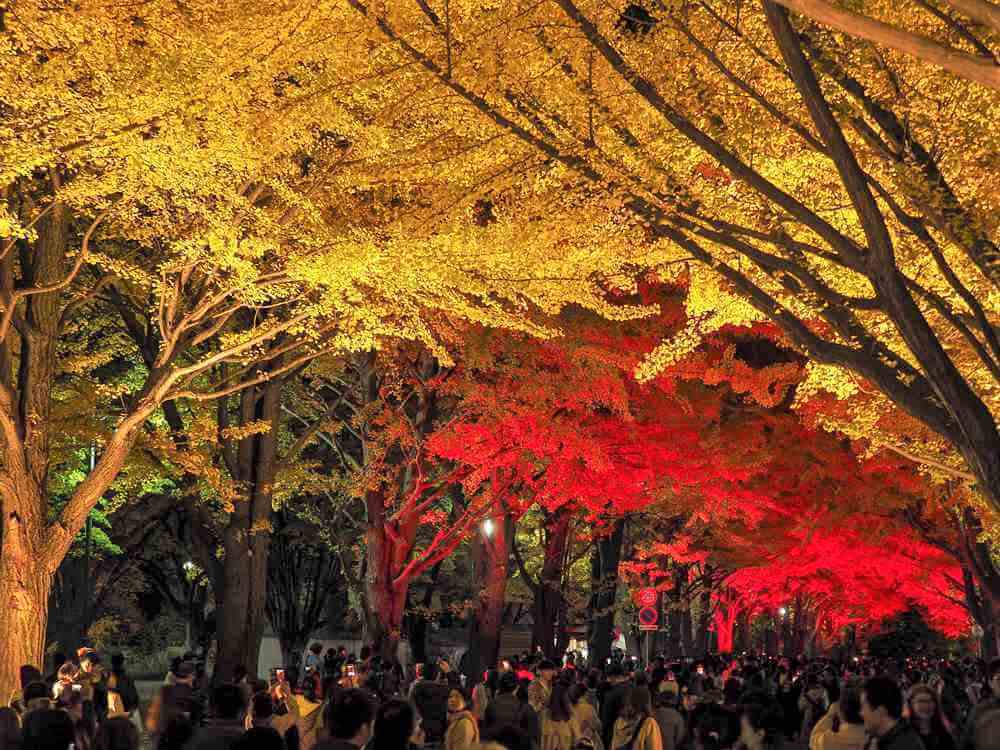 OCTOBER 27, 2018 Hokkaido University Golden-Leaf Festival, Sapporo, Hokkaido = Shutterstock