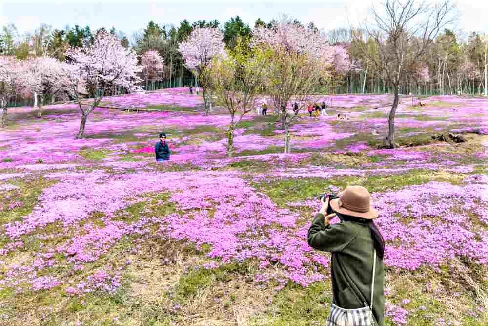 MAY 11,2018: Tourists take a photo around Pink moss flowers field (Japaness call Shibazakura) Blooming like a pink carpet on the hill at Takinoue park, Mombetsu, Hokkaido = Shutterstock