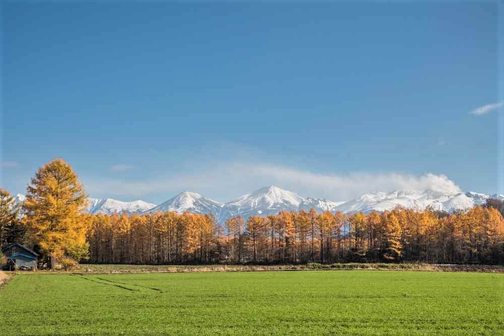 El alerce amarillo en el hermoso paisaje en otoño. 28 de octubre de 2017 Biei, Hokkaido, Japón = Shutterstock