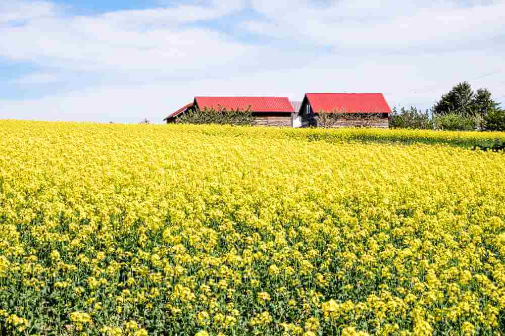 MAY 23, 2015: Takikawa Rapeseed festival is one of the best places to admire the canola flower fields. It is planted as a crop rotation, Takikawa, Hokkaido = Shutterstock