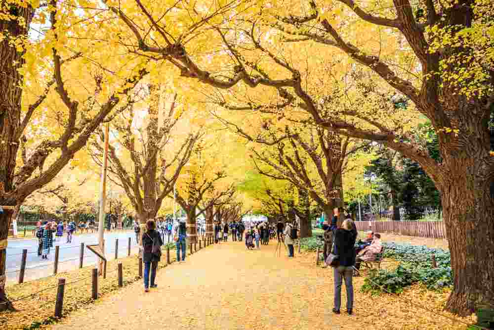 December 2, 2018: Meiji Jingu Gaien is the most popular spot for autumn leaves viewing in the central area of Tokyo, Japan = Shutterstock