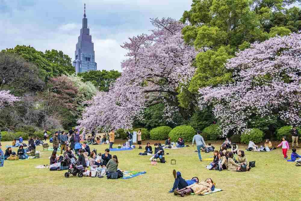 April 6, 2016: Sakura blossom at Kitanomaru Garden, Tokyo, Japan = Shutterstock