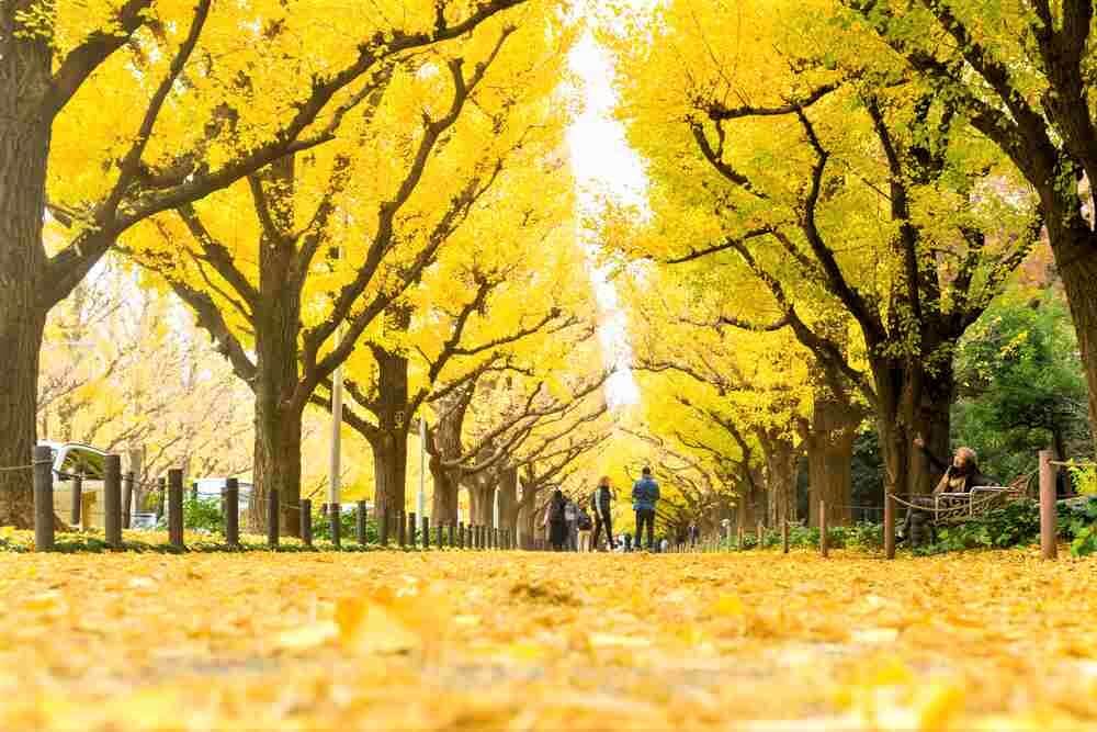 November 27, 2016 : Meiji Jingu Gaien that has Ginkgo along the length on street forest of yellow Ginkgo leaf tunnel fall in autumn background, Tokyo, Japan = Shutterstock