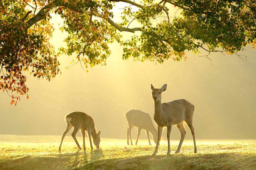 Nara Park is home to many deer = AdobeStock
