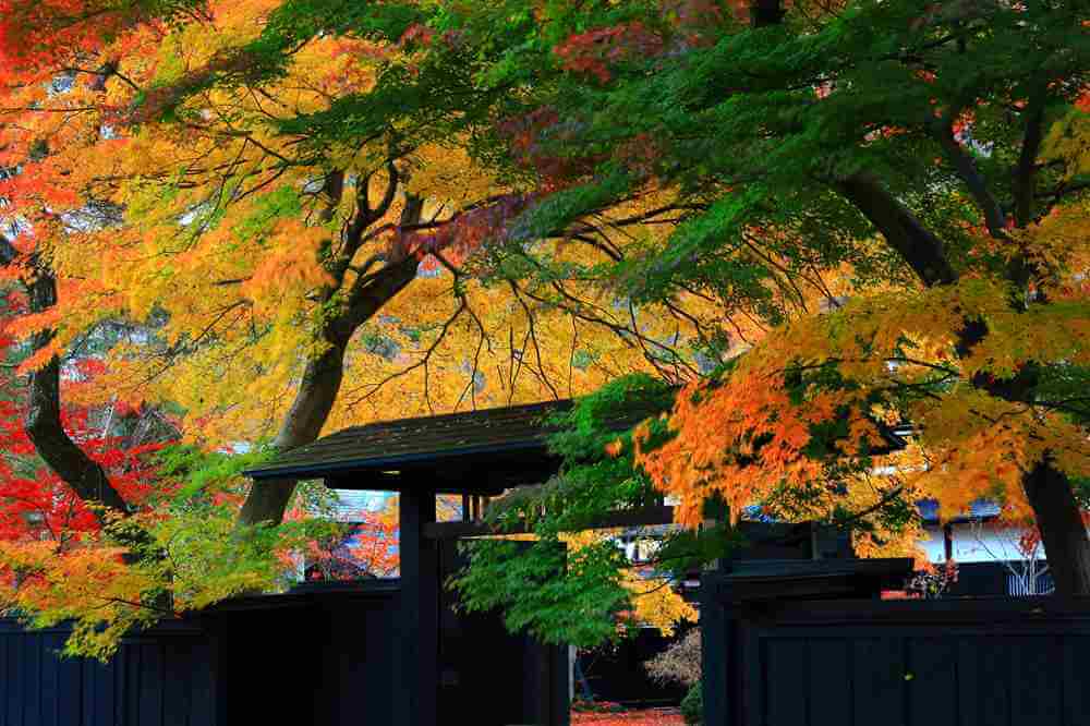 Kakunodate in Akita Prefecture, autumn leaves