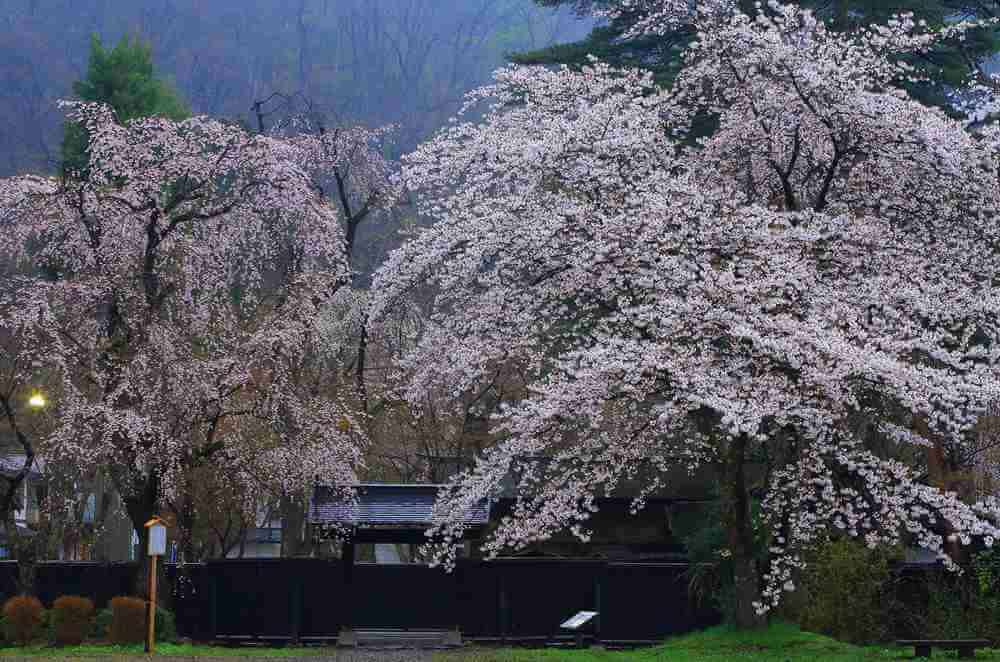 Samurai House in spring, Kakunodate, Akita Prefecture, Japan