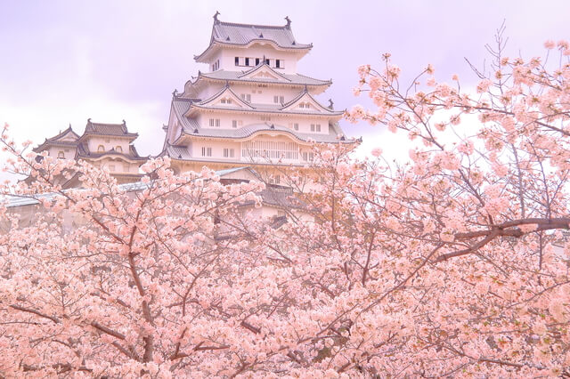 Himeji Castle in the cherry blossom season, Himeji, Japan = Pixta
