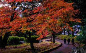 Minami-Tateishi Park with beautiful autumn leaves