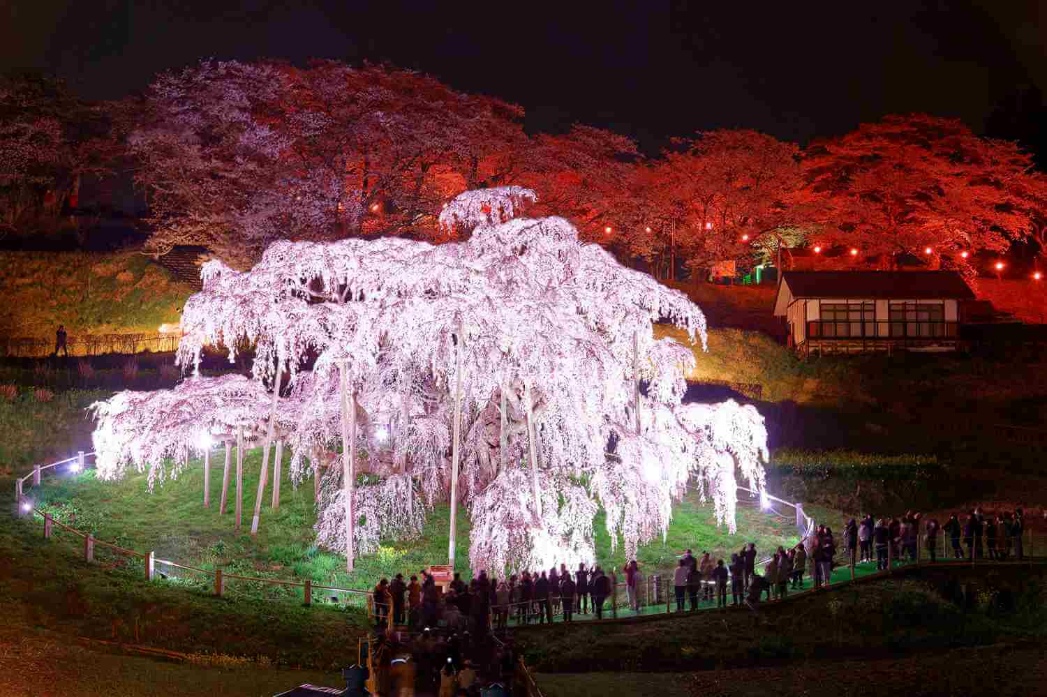 Photos: The Miharu Takizakura -The best cherry tree in Japan!
