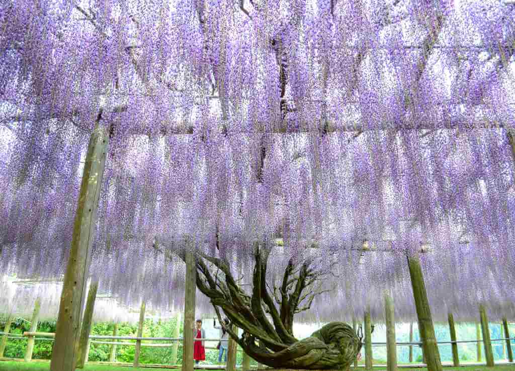 The wisteria flowers at the Kawachi Wisteria Garden. Kitakyushu, Fukuoka, Kyushu = Shutterstock