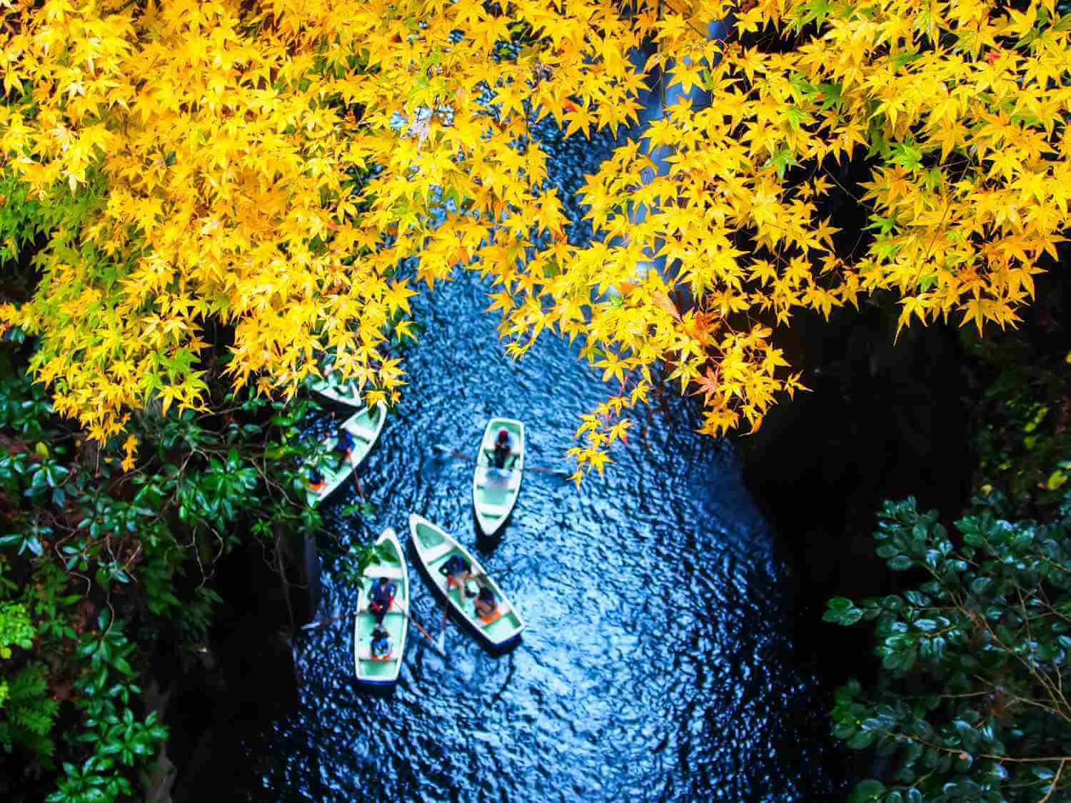 Takachiho Gorge in Autumn = Shutterstock