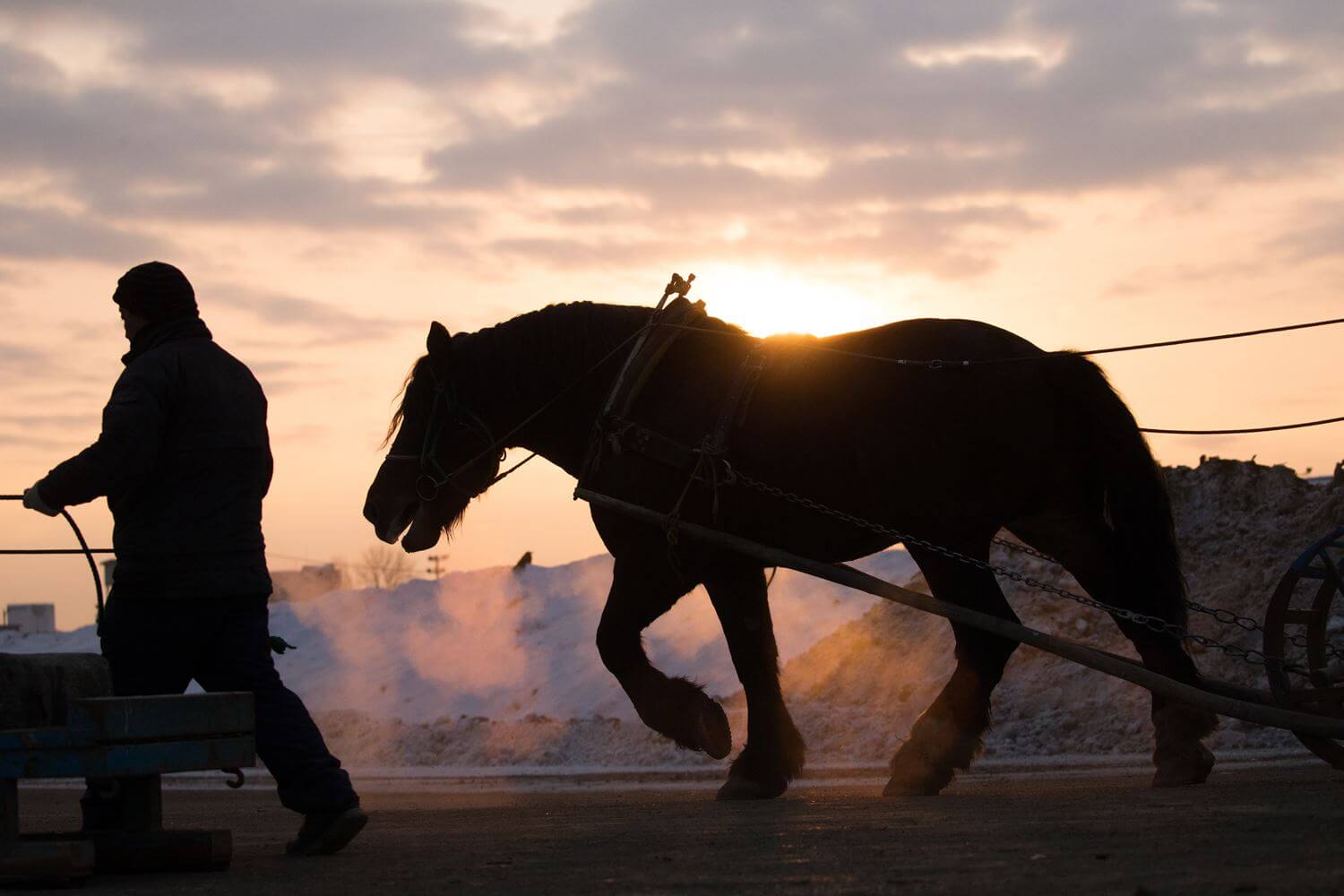 Photos: Horses in Hokkaido