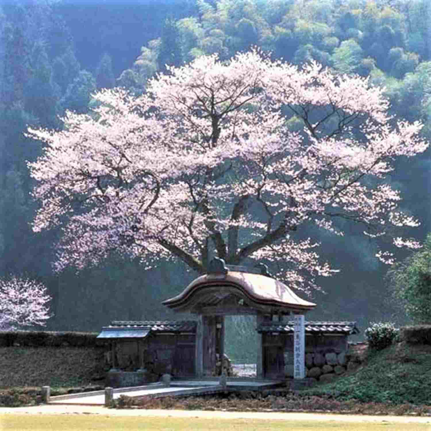 Ichijodani in Fukui Prefecture2
