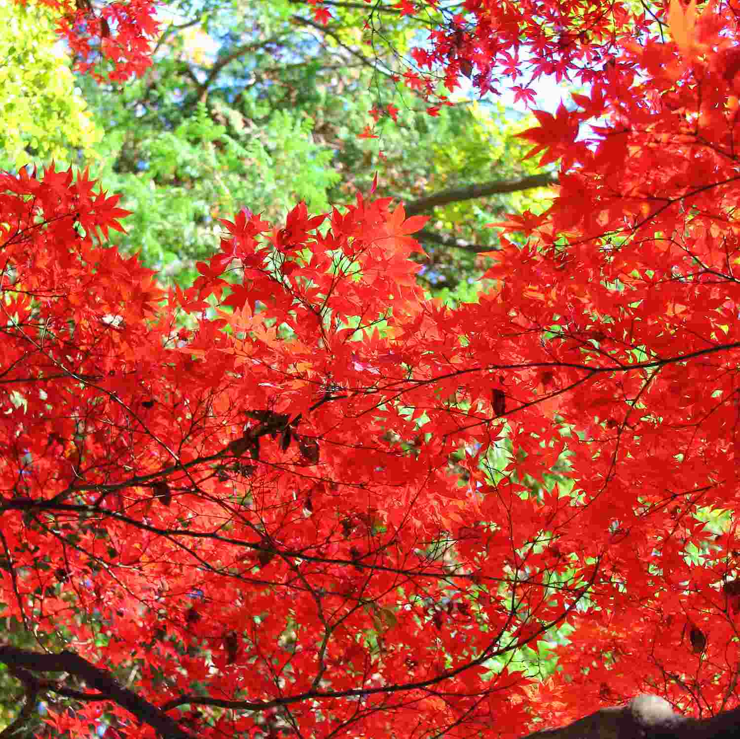 Rikugien Garden in Tokyo = Shutterstock7