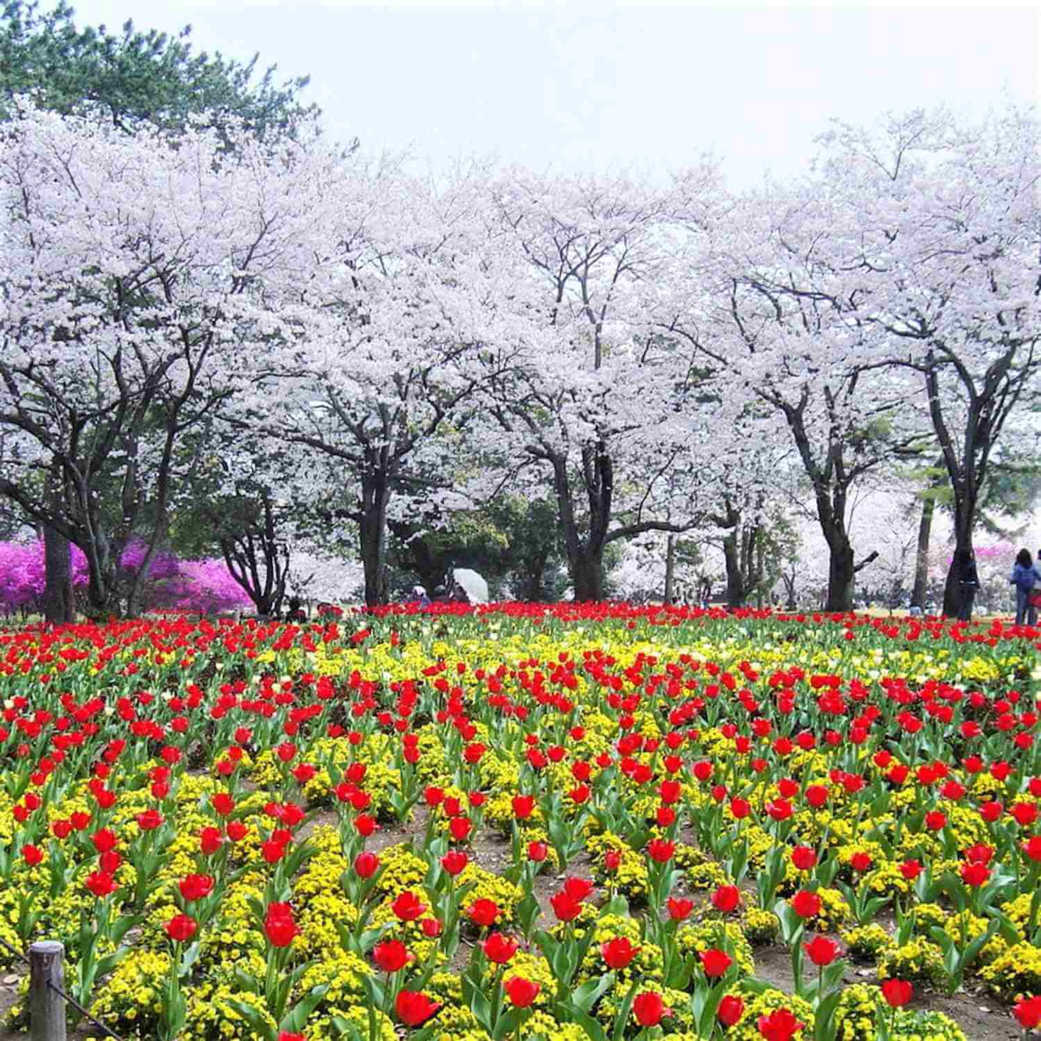 Beppu landscape in spring3