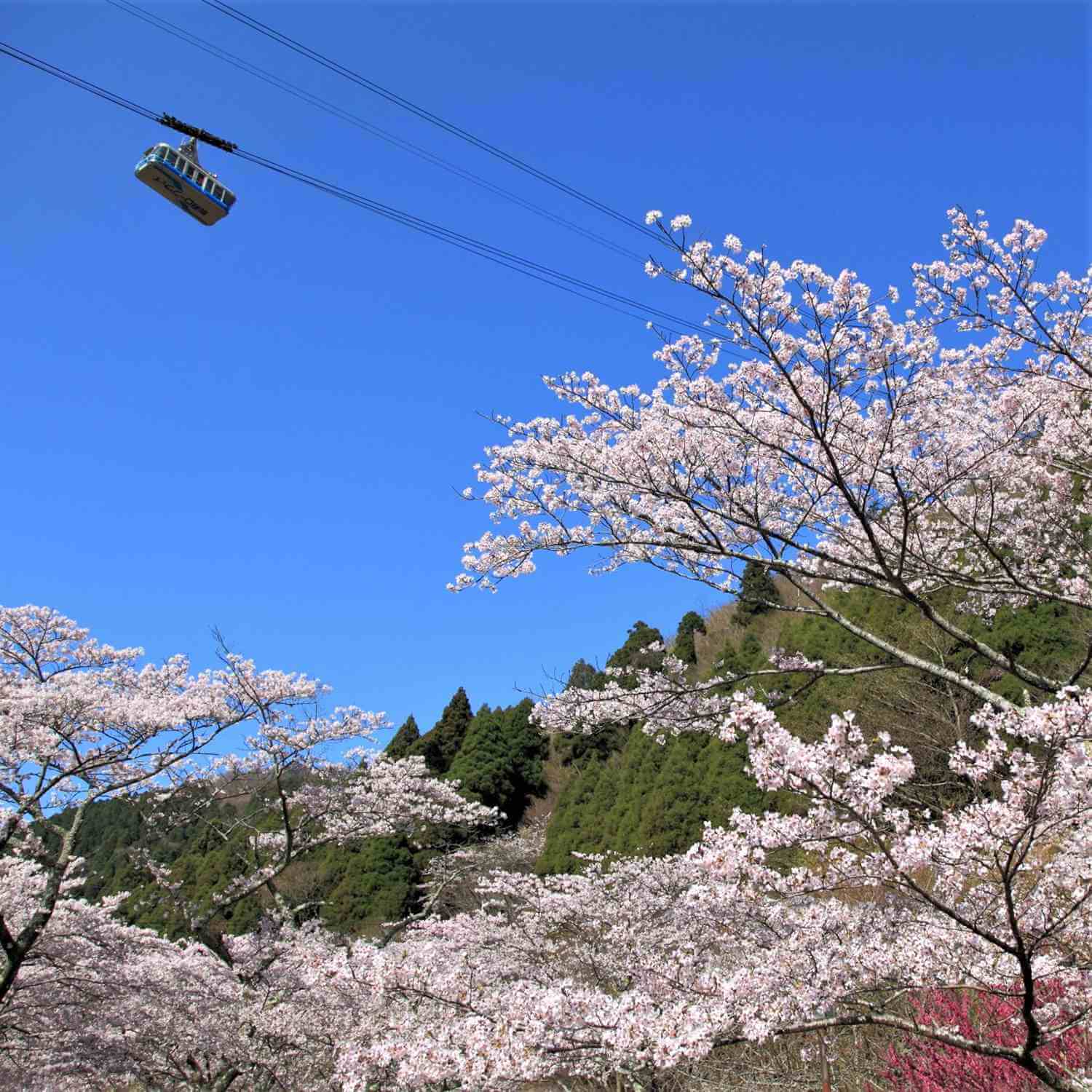 Beppu landscape in spring5