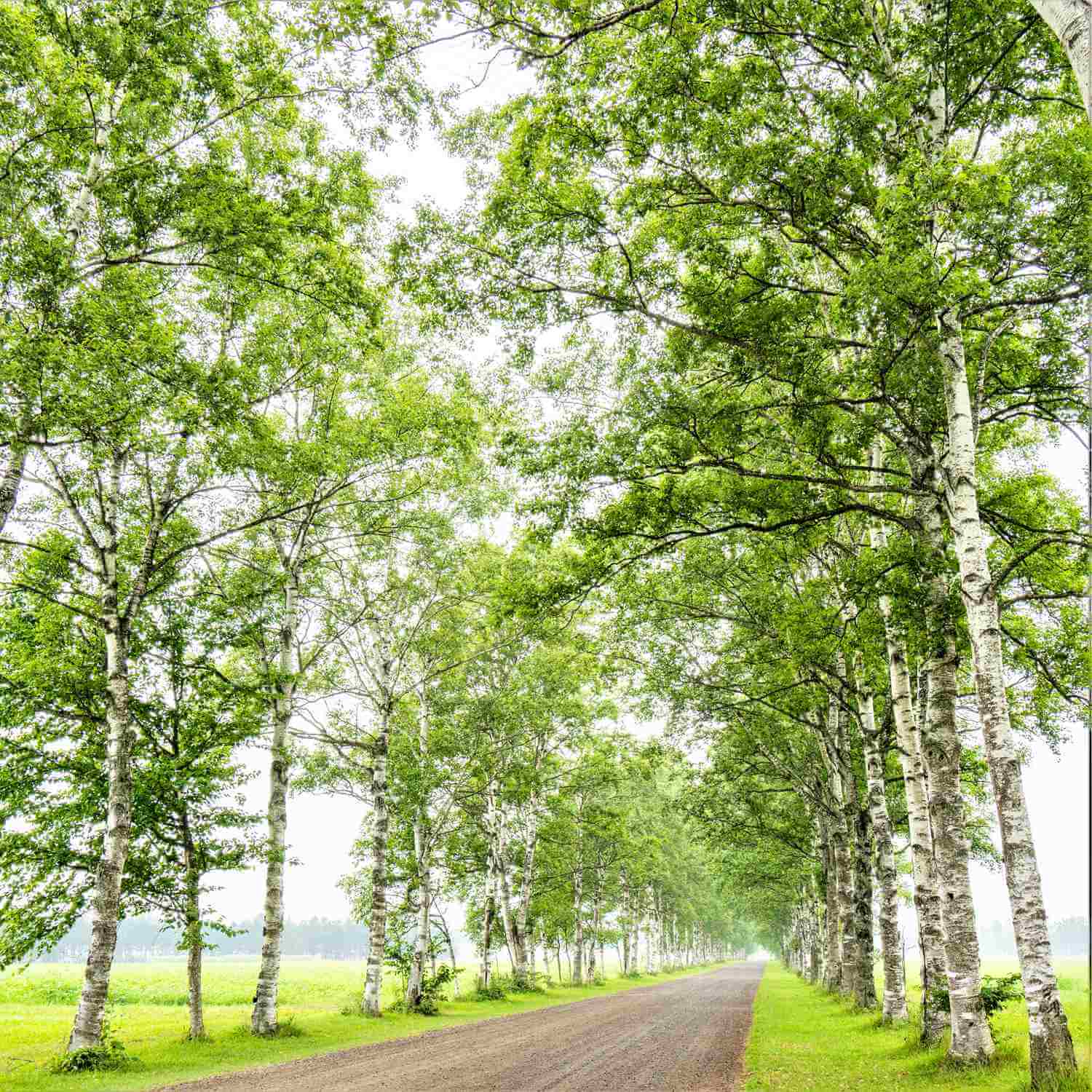 Beautiful forests in Tokachi, Hokkaido = Shutterstock 2