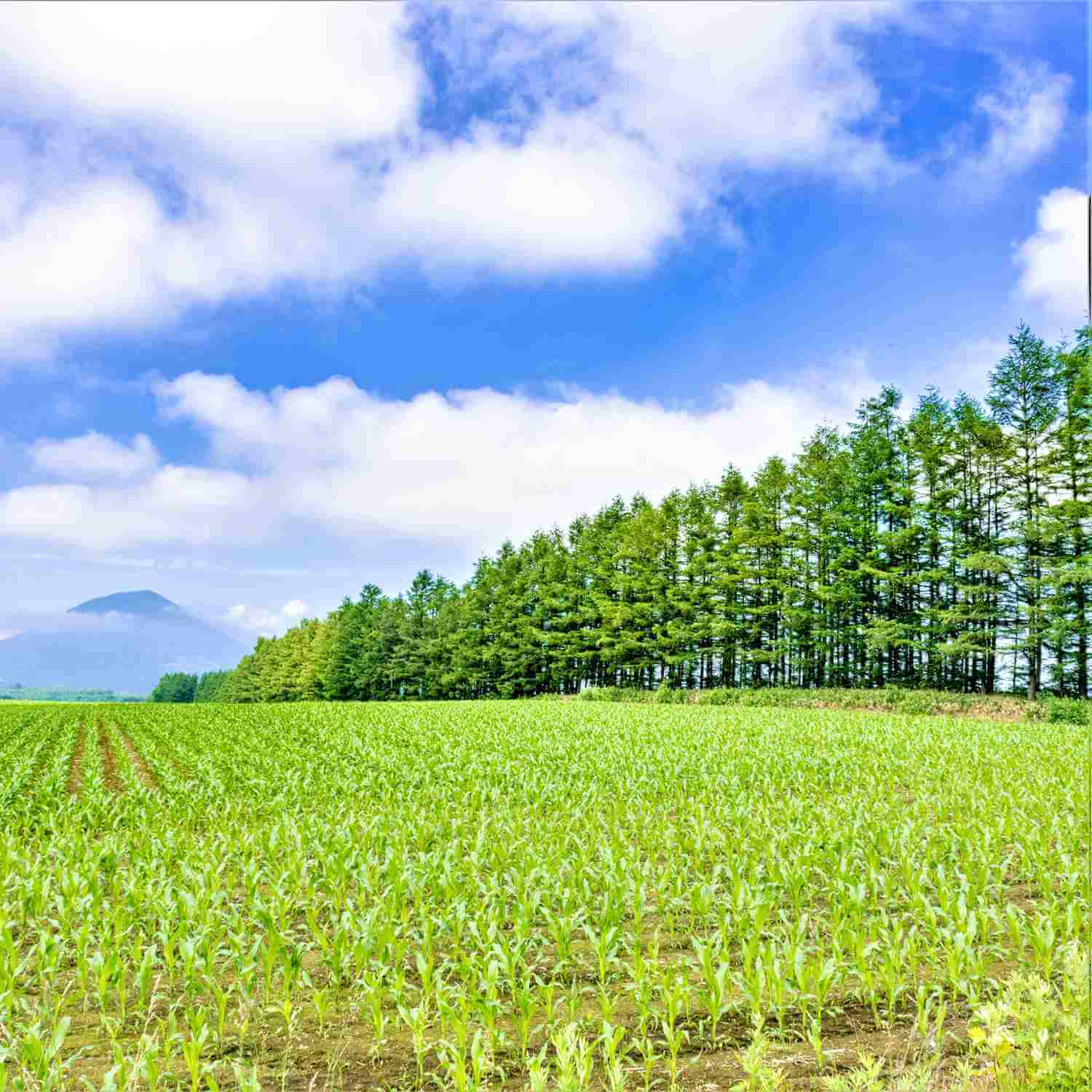 Beautiful forests in Tokachi, Hokkaido = Shutterstock 3