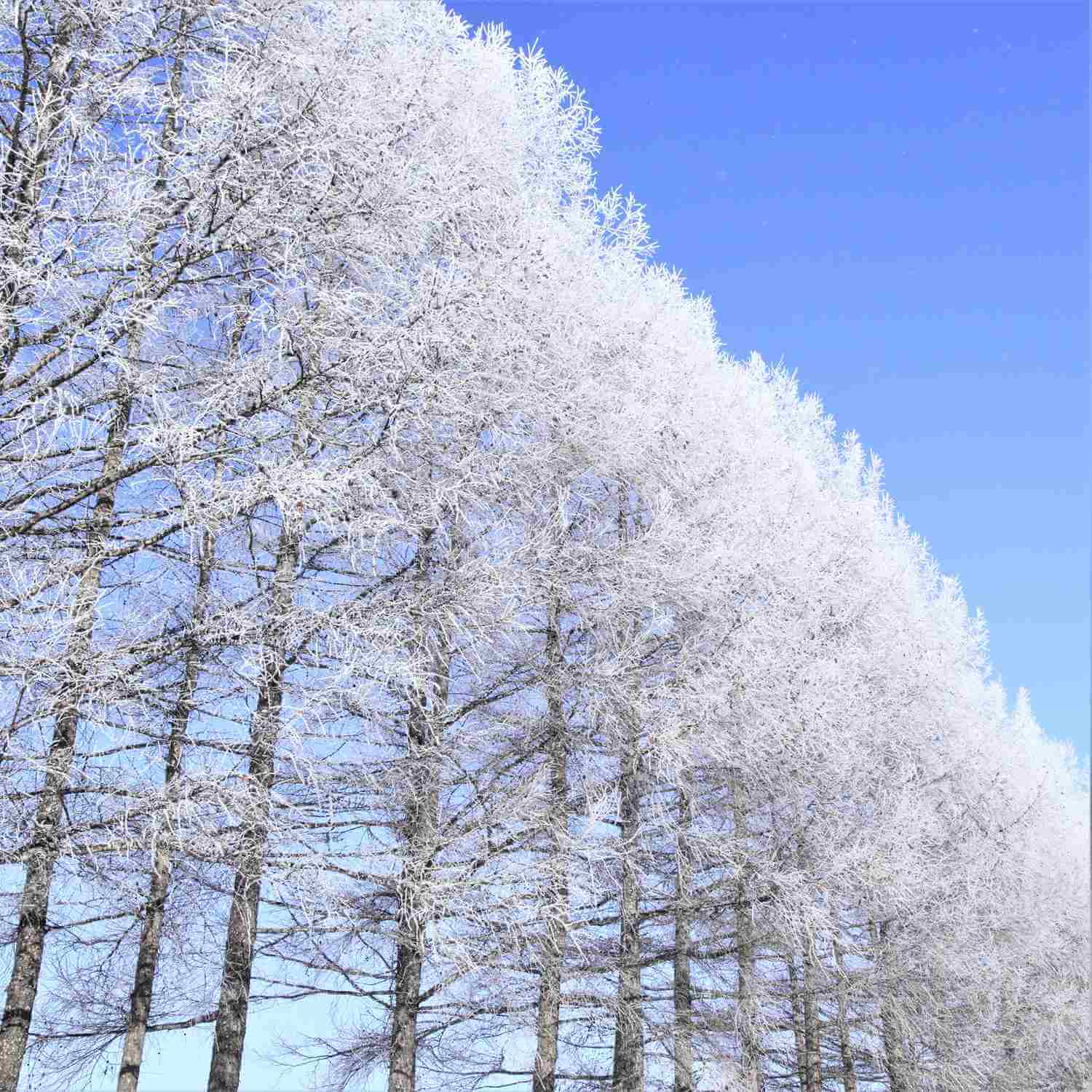 Beautiful forests in Tokachi, Hokkaido = Shutterstock 6