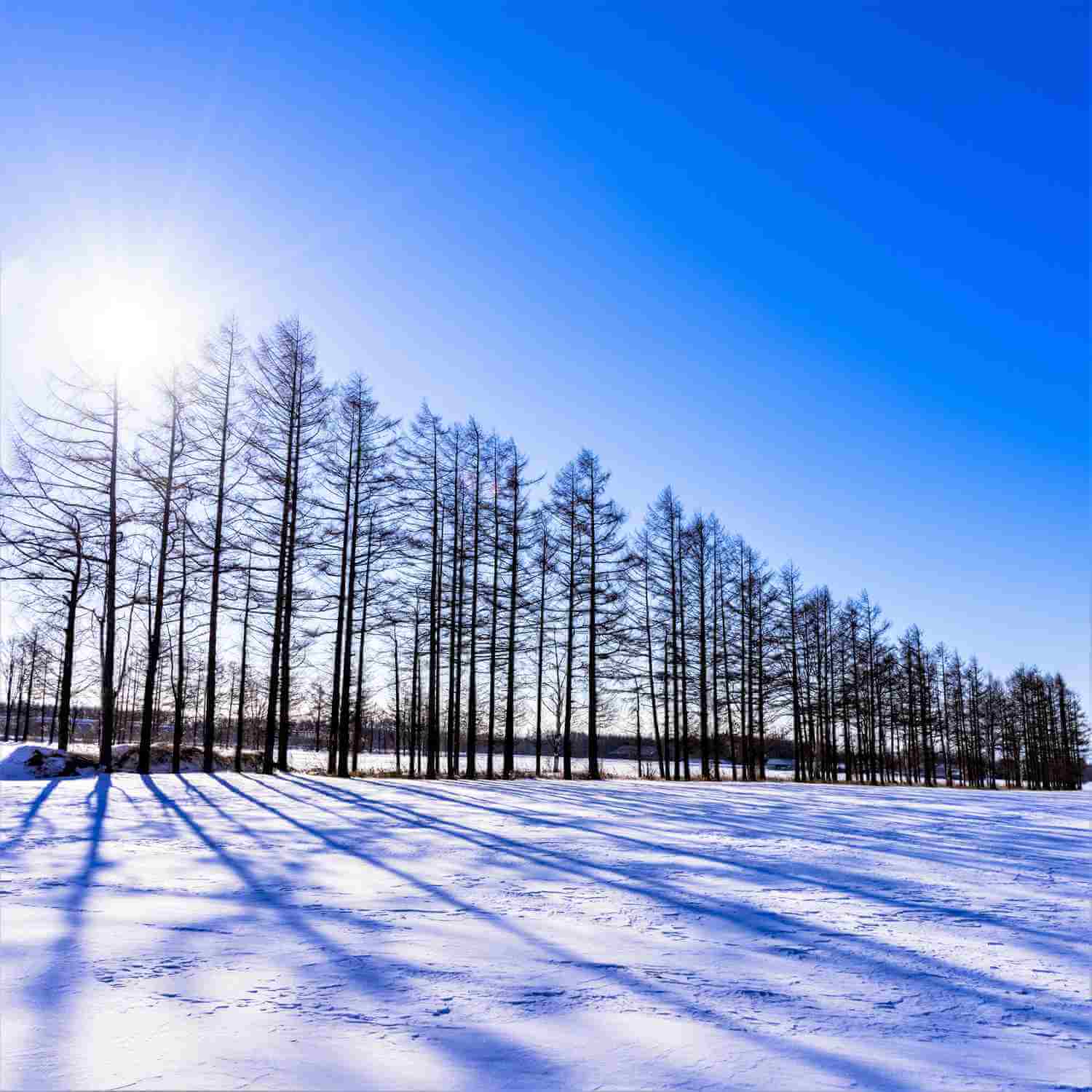 Beautiful forests in Tokachi, Hokkaido = Shutterstock 9