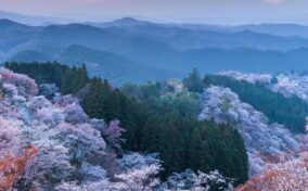 Cherry blossoms in Mt. Yoshino = Shutterstock 1
