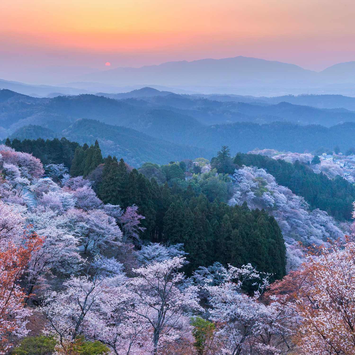 Photos: Mt. Yoshino -30,000 cherry trees bloom in spring!