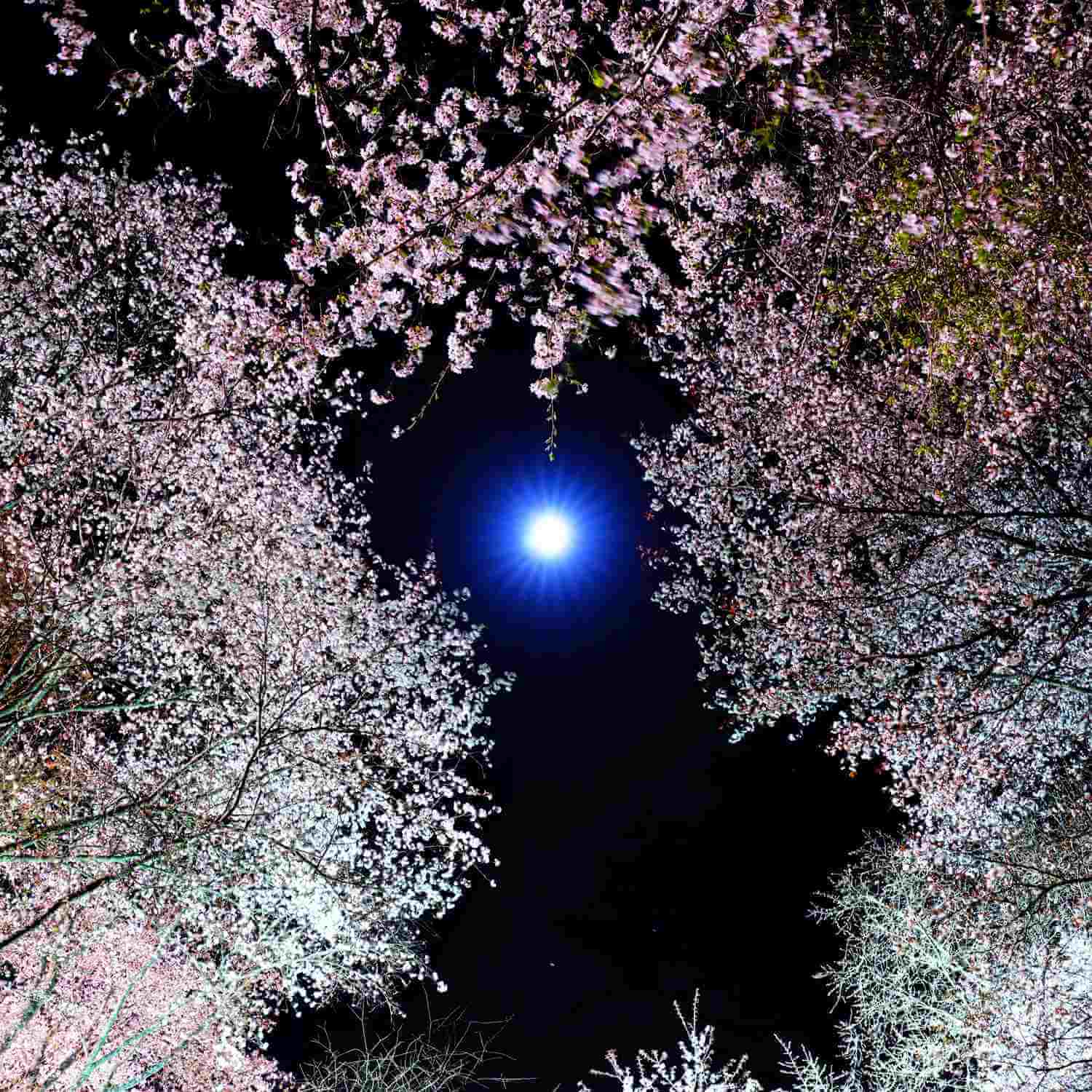 Cherry blossoms in Mt. Yoshino = Shutterstock 10