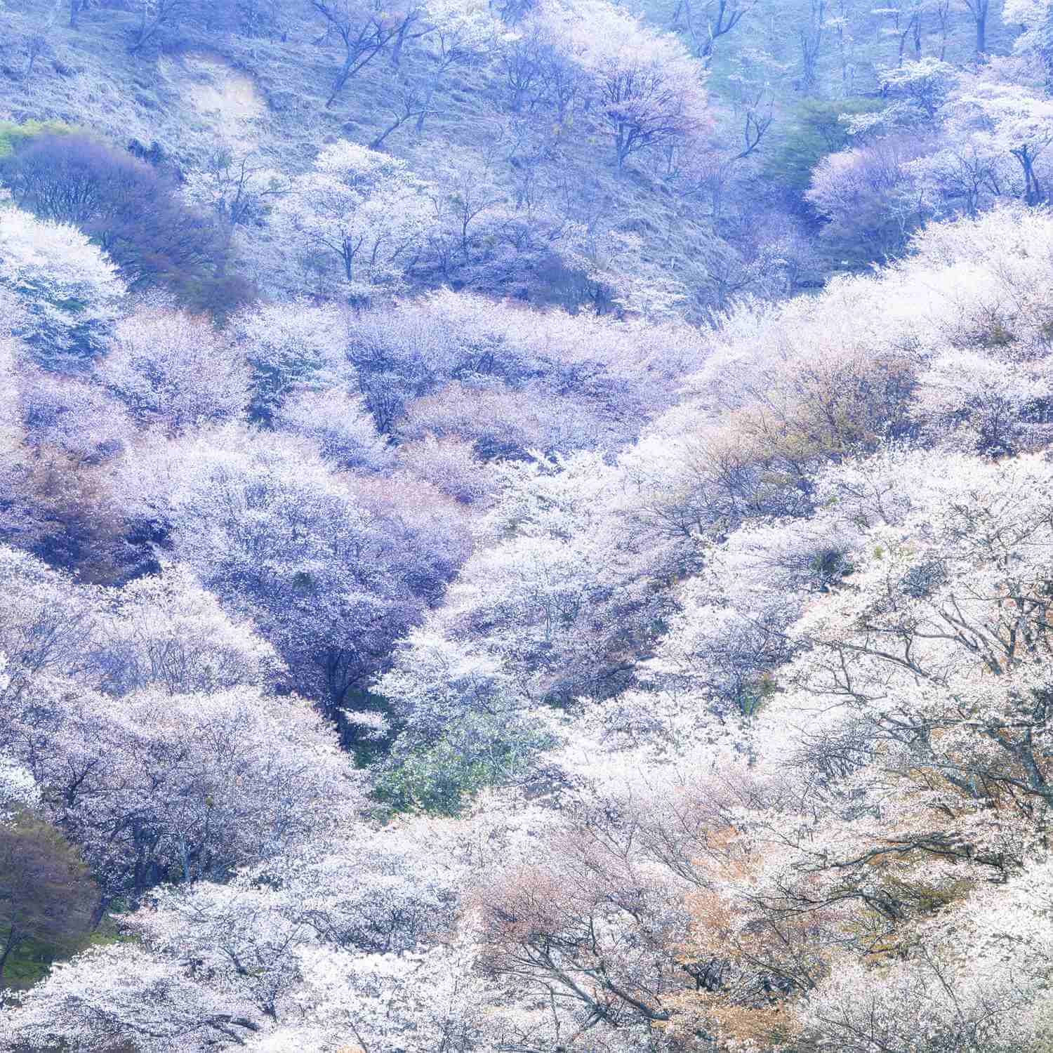 Cherry blossoms in Mt. Yoshino = AdobeStock 3
