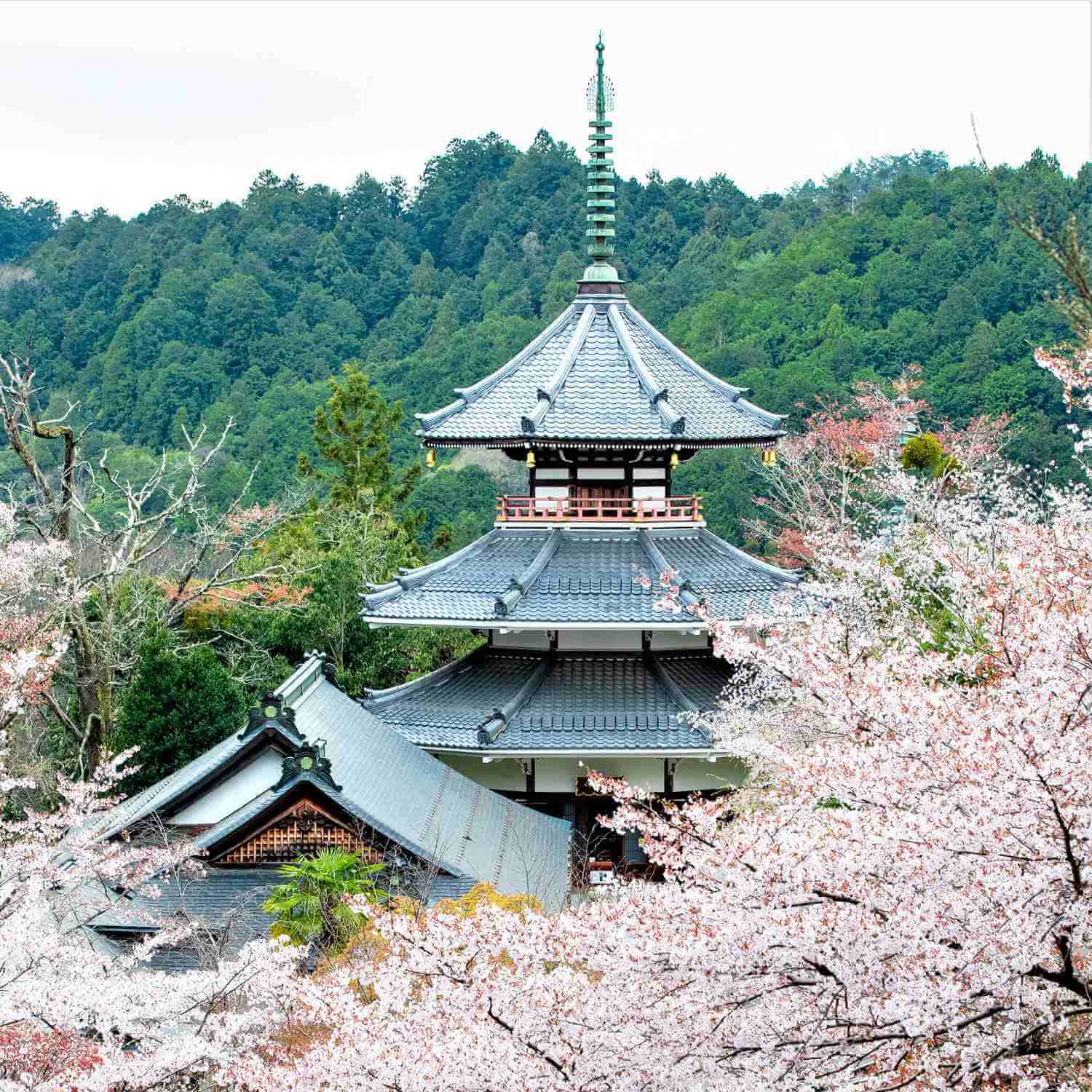 Cherry blossoms in Mt. Yoshino = Shutterstock 5