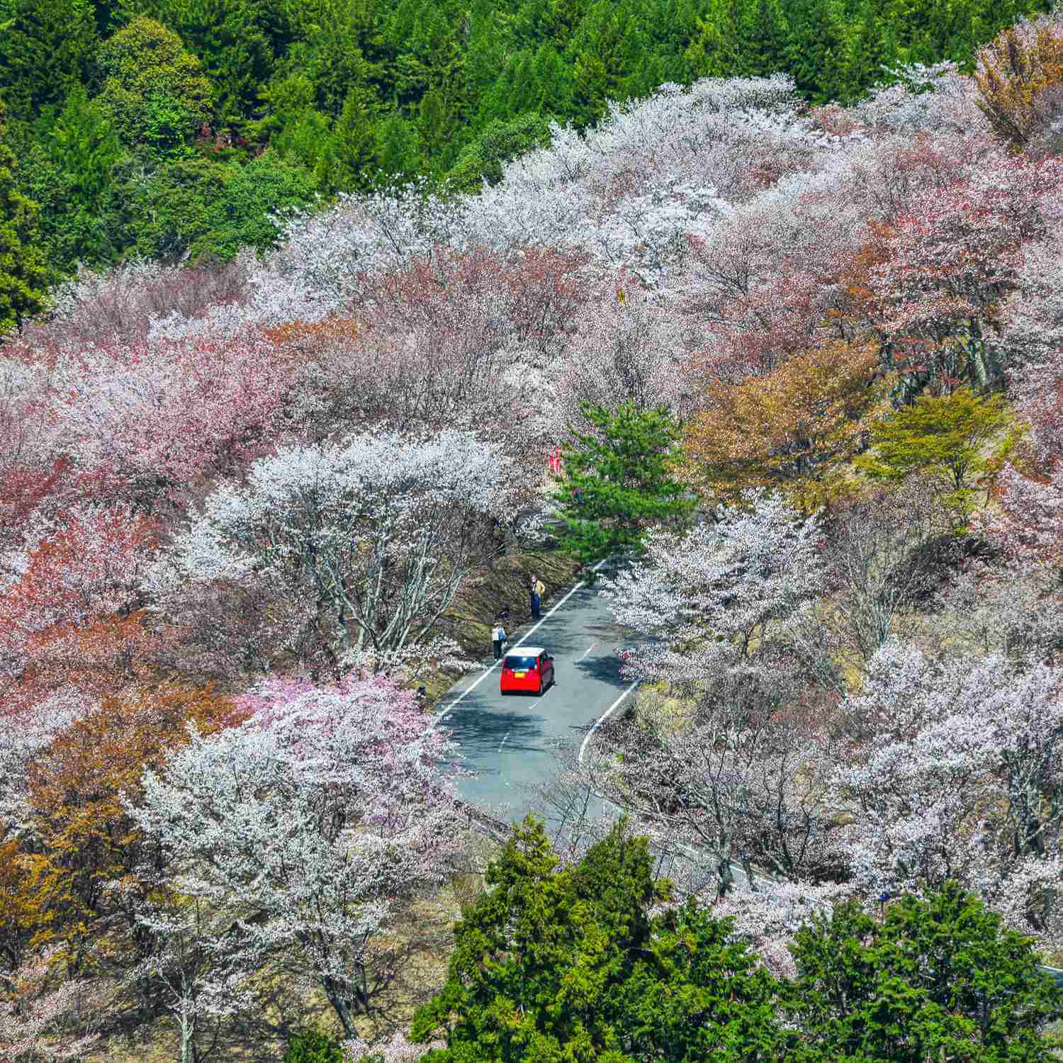 Cherry blossoms in Mt. Yoshino = Shutterstock 6