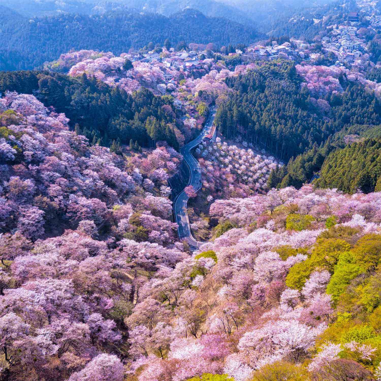 Cherry blossoms in Mt. Yoshino = Shutterstock 8