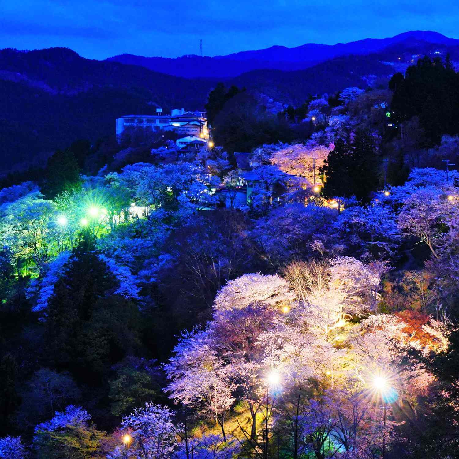 Cherry blossoms in Mt. Yoshino = Shutterstock 9