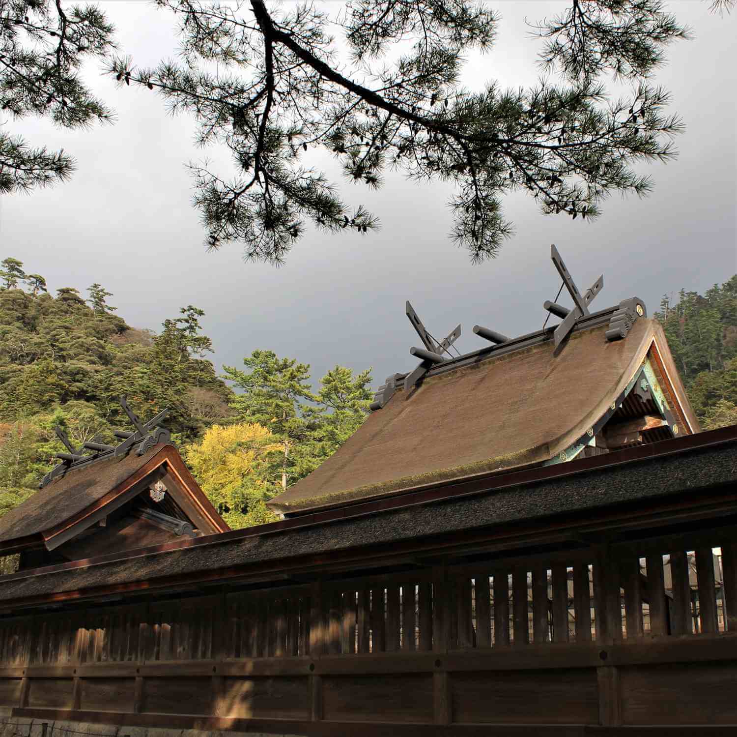 Izumo Taisha Shrine, Shimane = Shutterstock