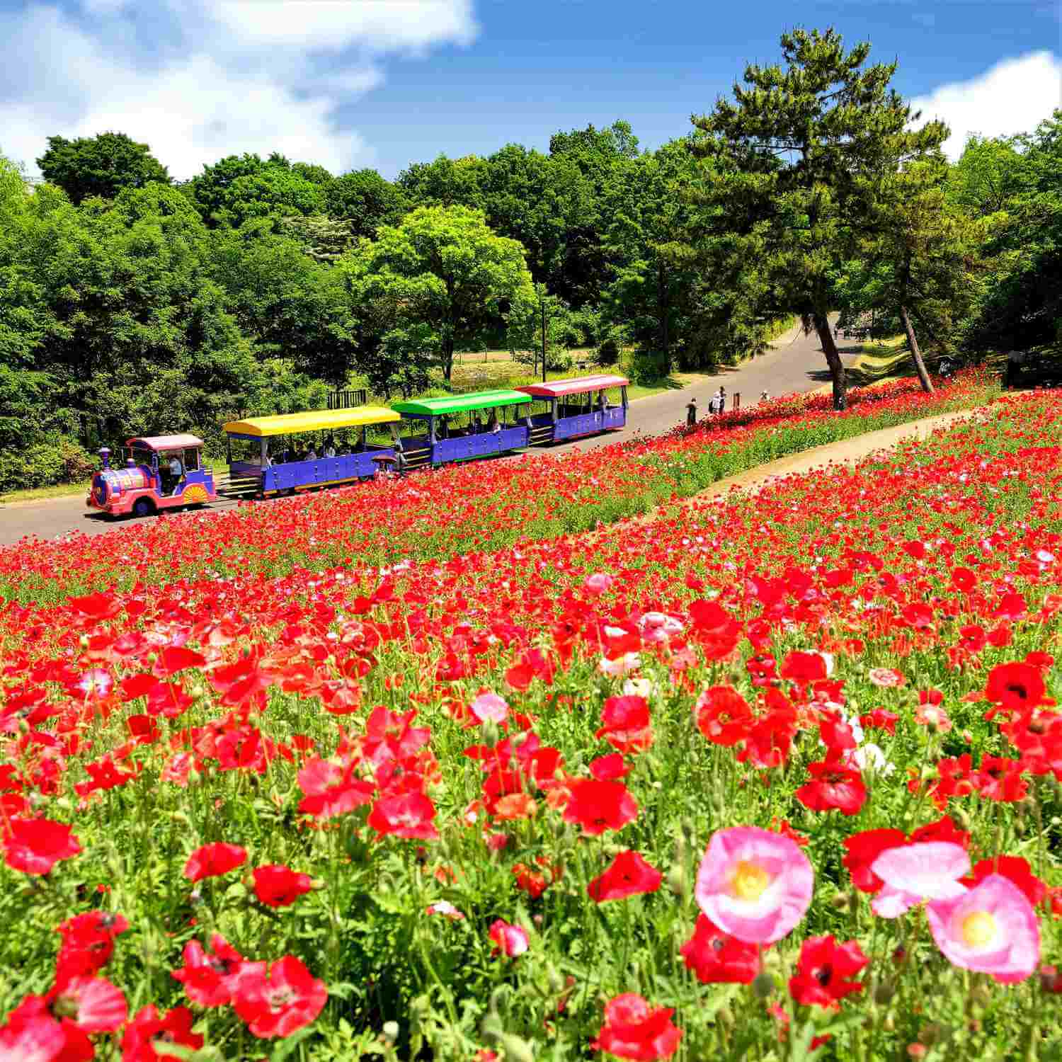 Showa Memorial Park in Tachikawa City, Tokyo = Shutterstock 4