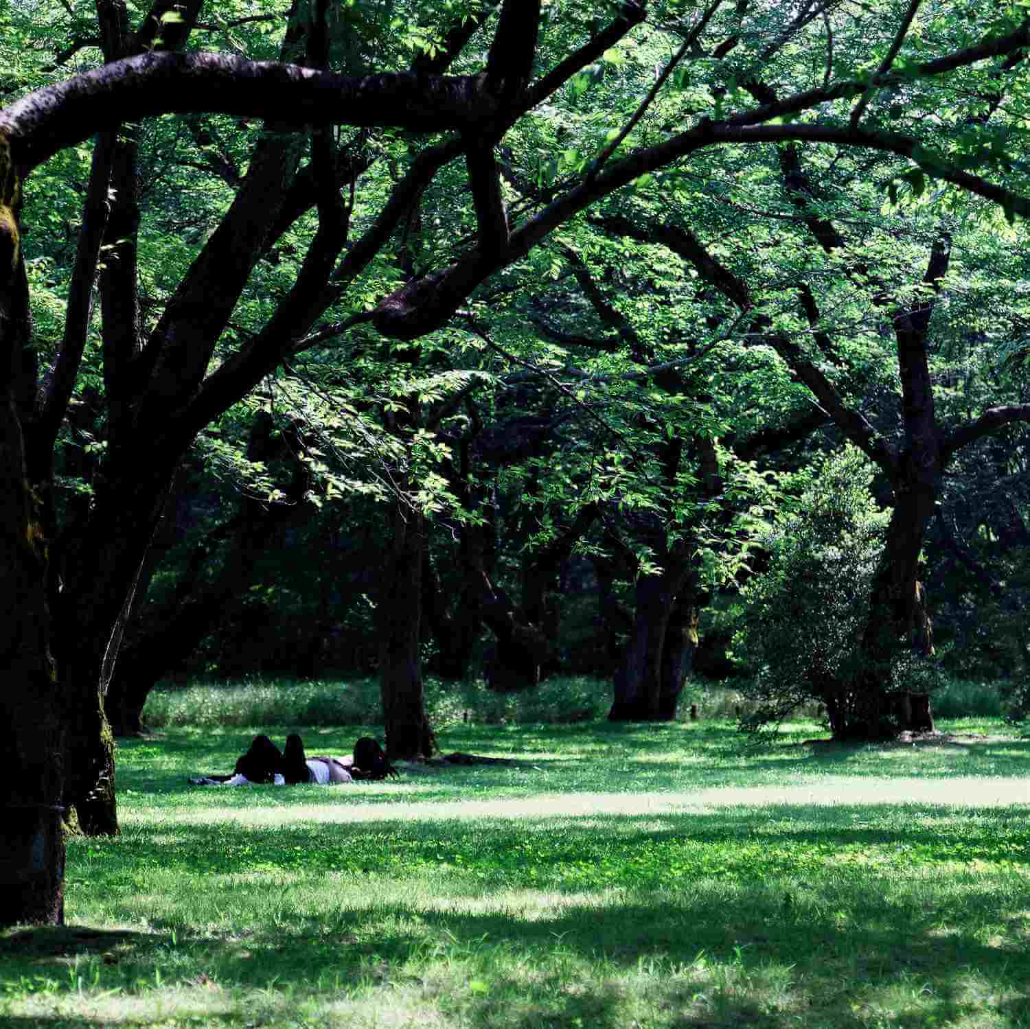 Showa Memorial Park in Tachikawa City, Tokyo = Shutterstock 5