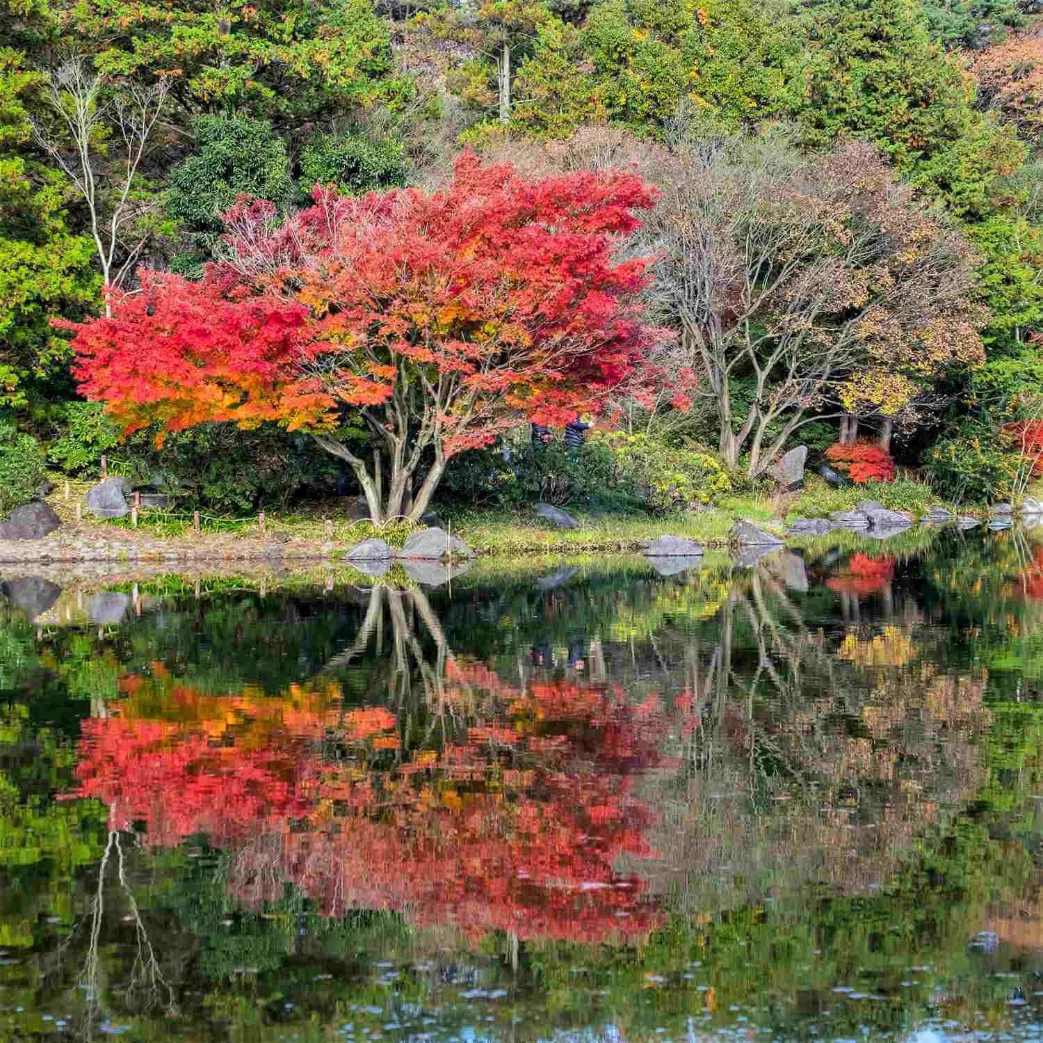 Showa Memorial Park in Tachikawa City, Tokyo = Shutterstock 6