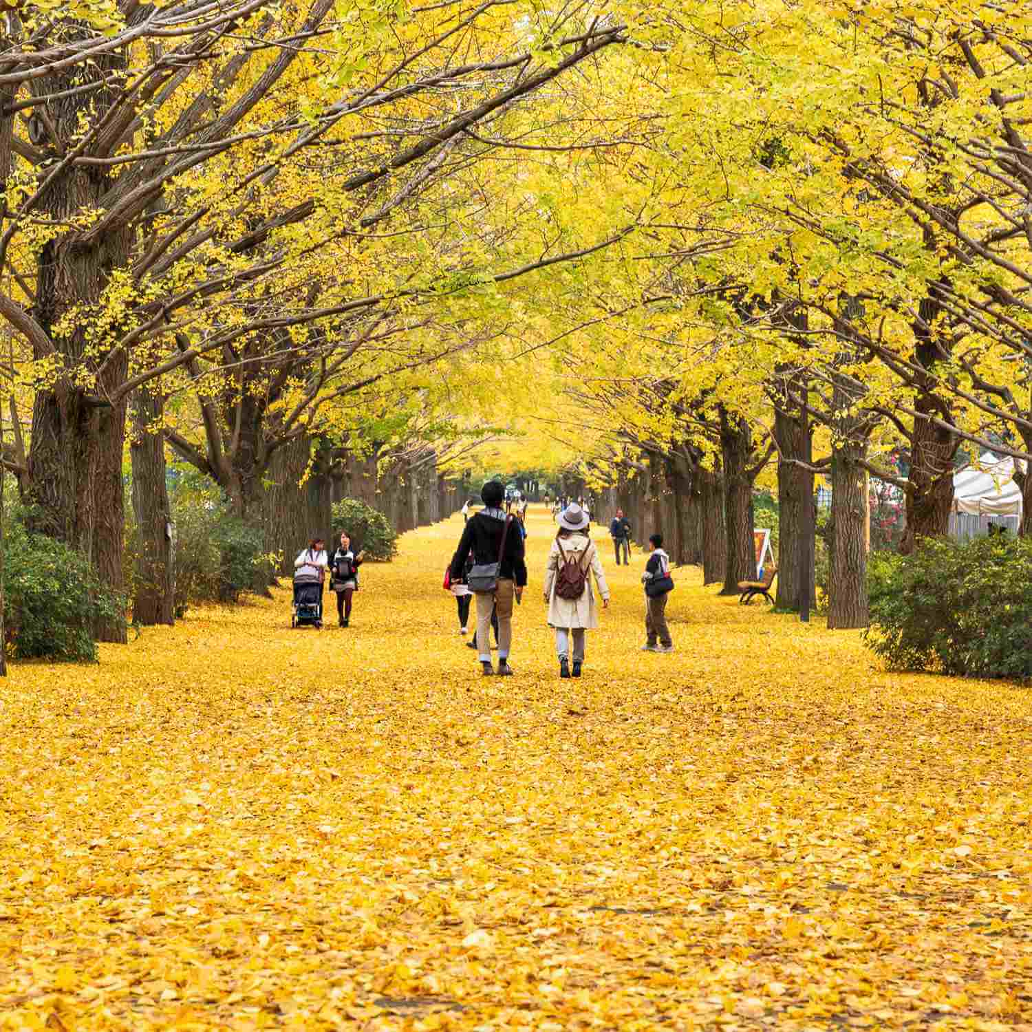 Showa Memorial Park in Tachikawa City, Tokyo = Shutterstock 7