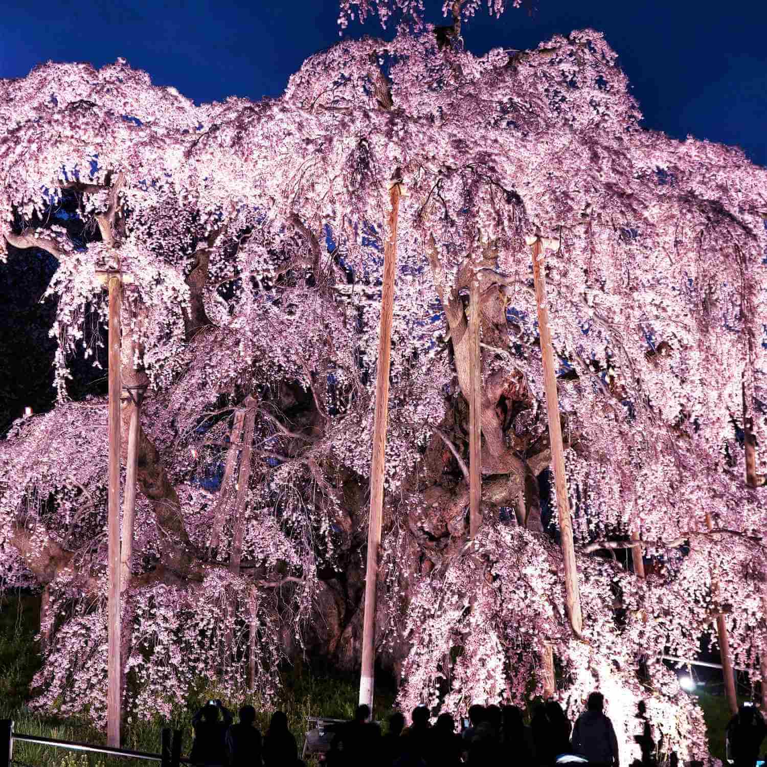 Cherry blossoms in Japan1