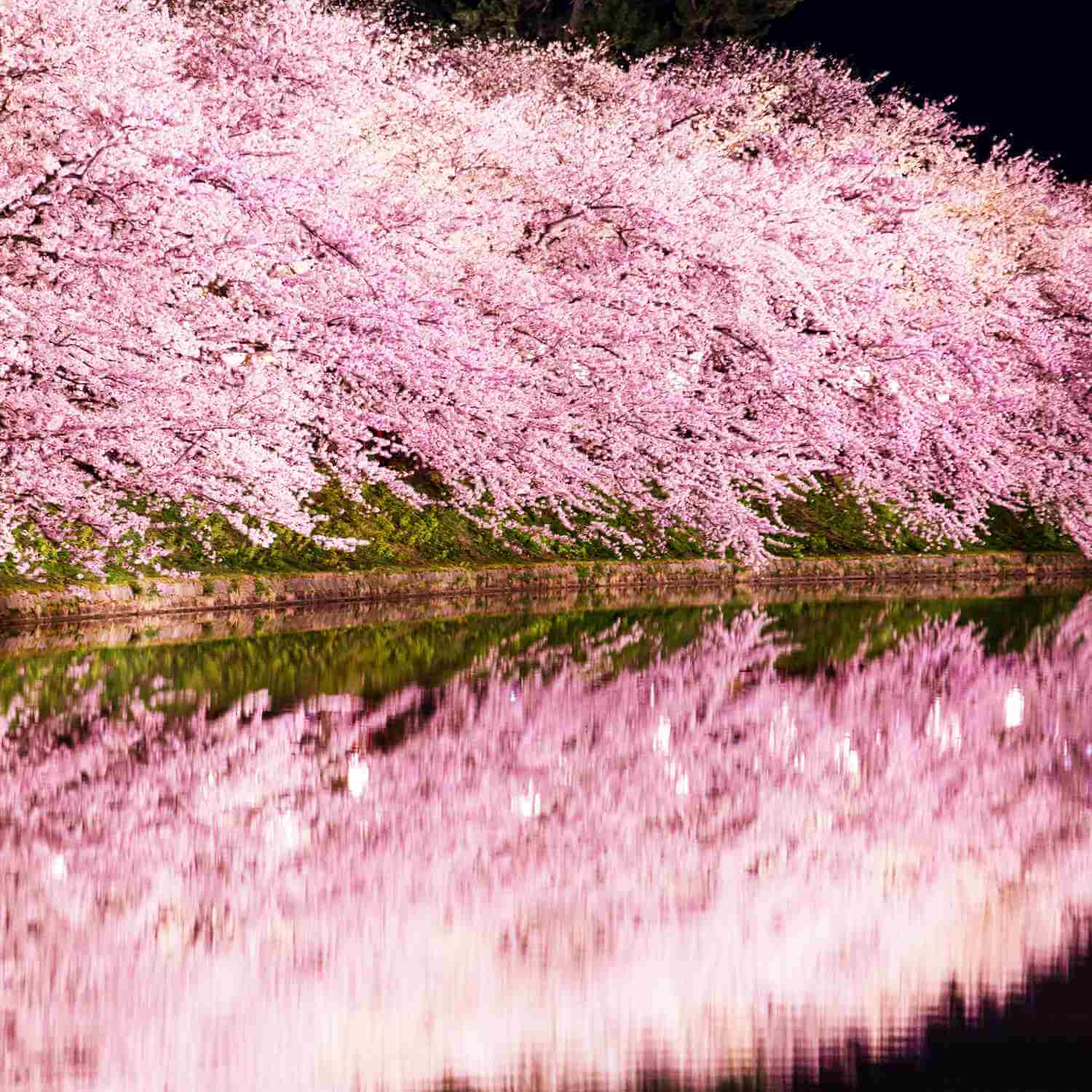 Cherry blossoms in Japan20