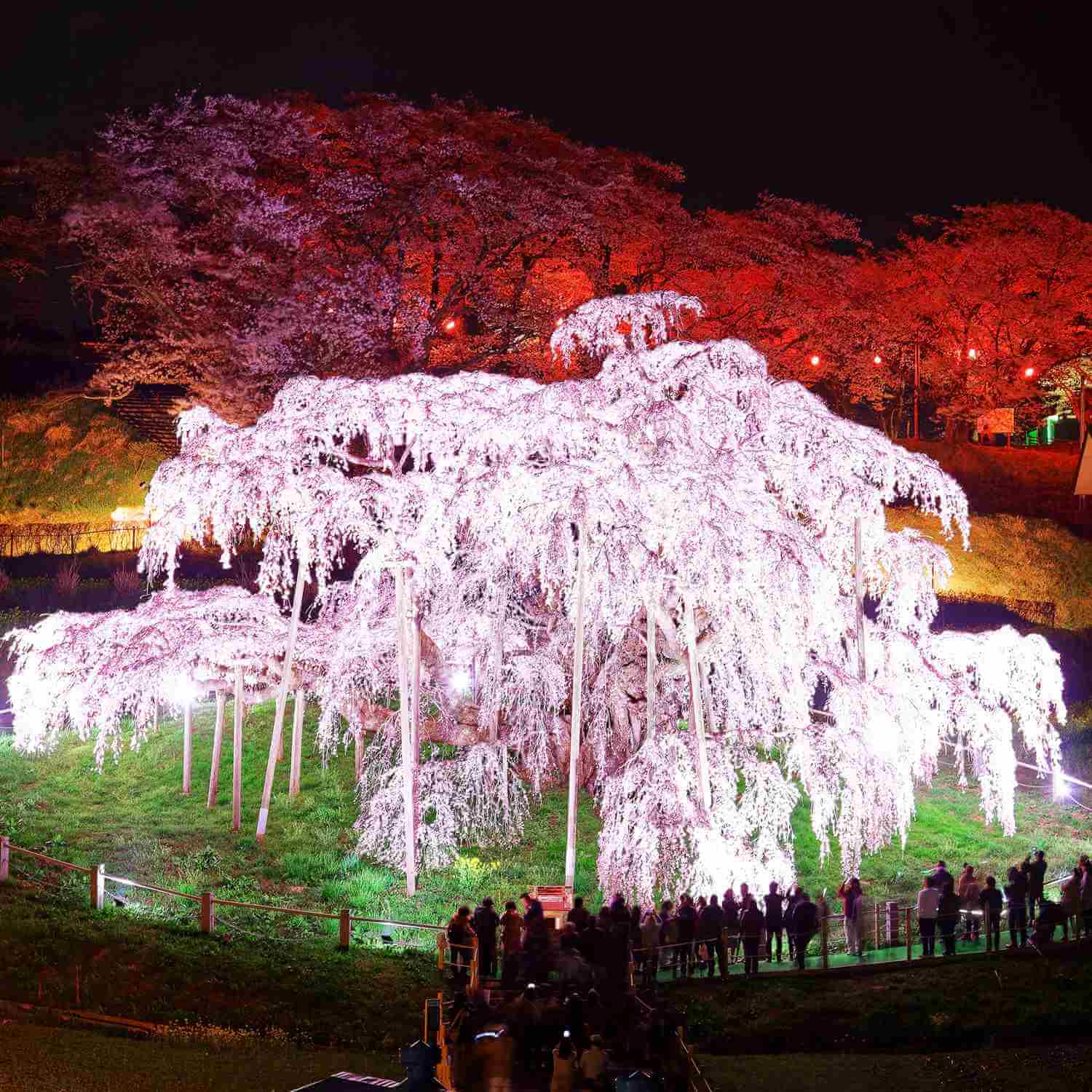 Cherry blossoms in Japan25-2