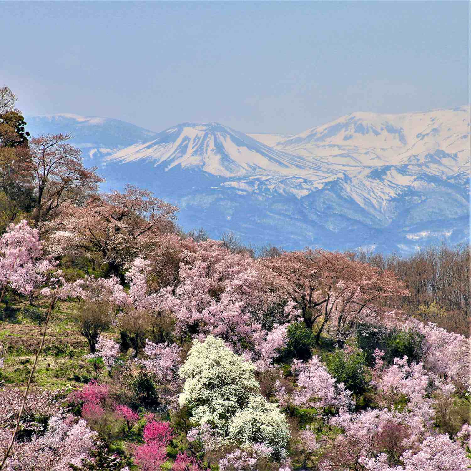 Hanamiyama Park in Fukushima Prefecture = Shutterstock 2