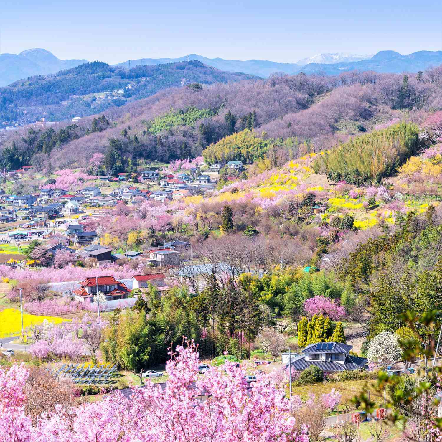 Hanamiyama Park in Fukushima Prefecture = Shutterstock 3