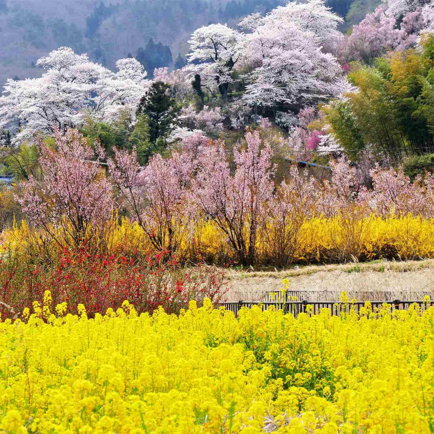Hanamiyama Park in Fukushima Prefecture = Shutterstock 5