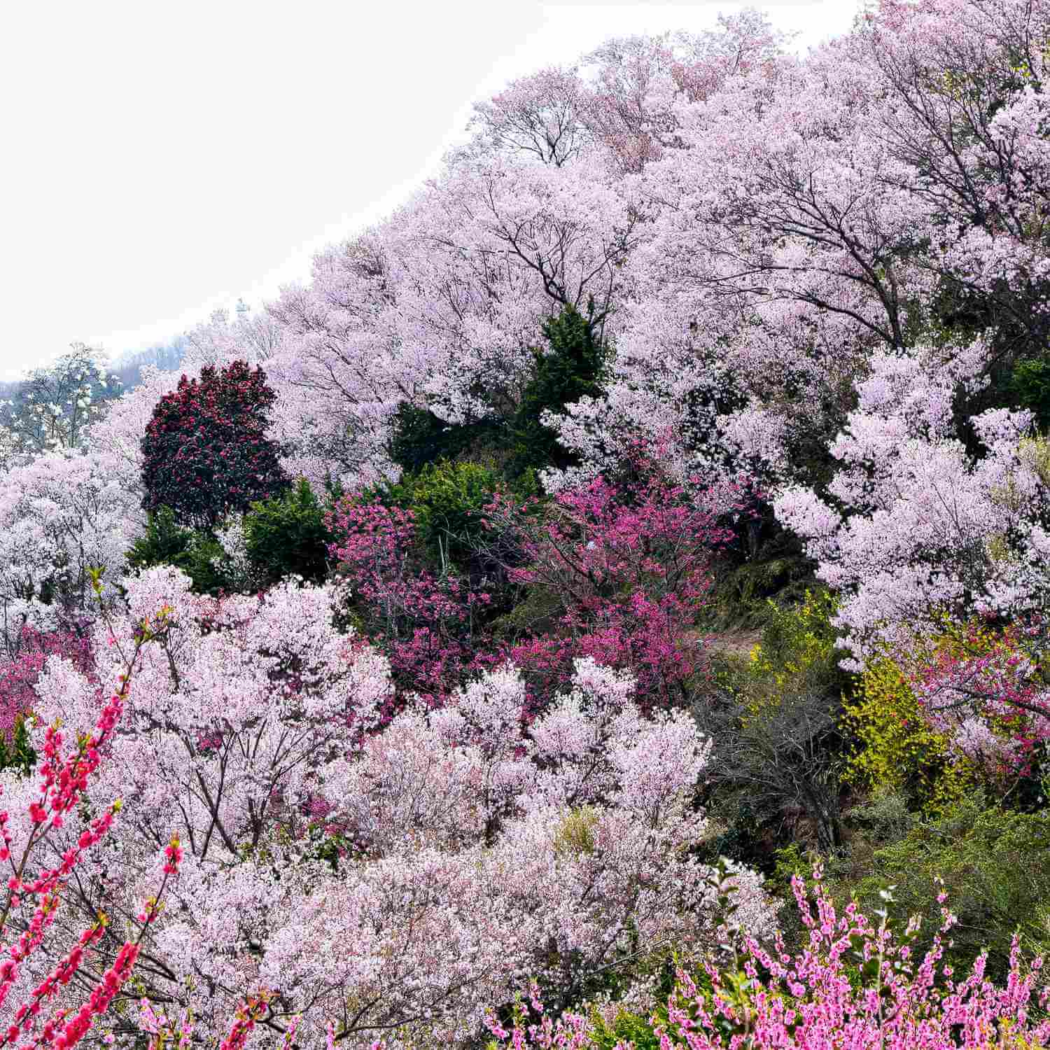 Hanamiyama Park in Fukushima Prefecture = Shutterstock 6