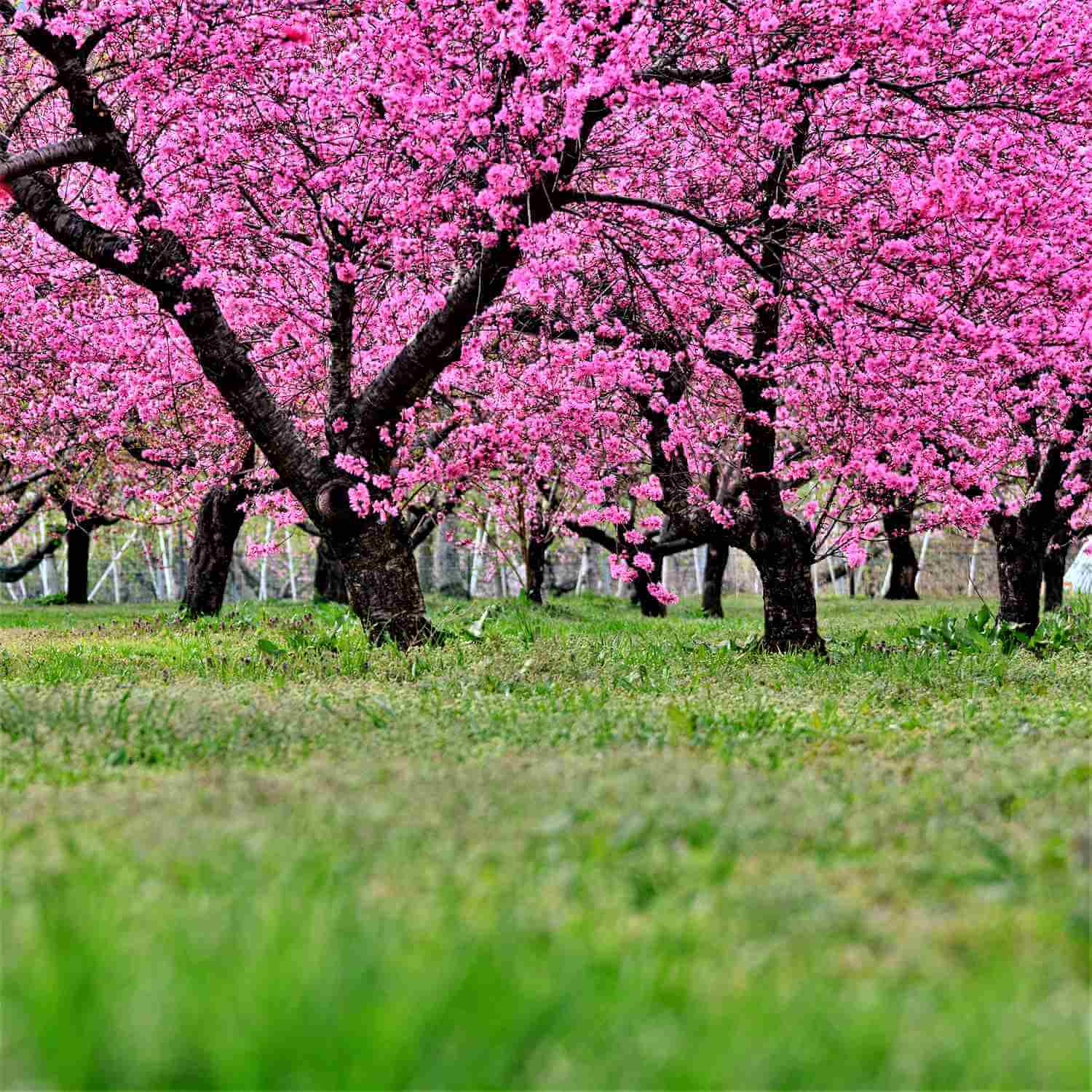 Hanamiyama Park in Fukushima Prefecture = Shutterstock 9