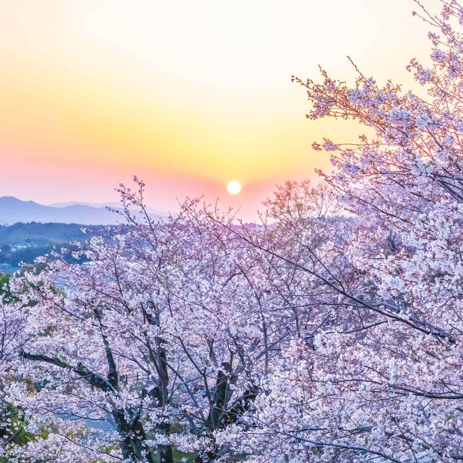 Kikuchi Keikoku (Kikuchi Gorge) in Kumamoto Prefecture= Shutterstock3